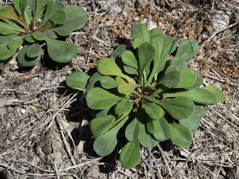 Limonium supinum.03