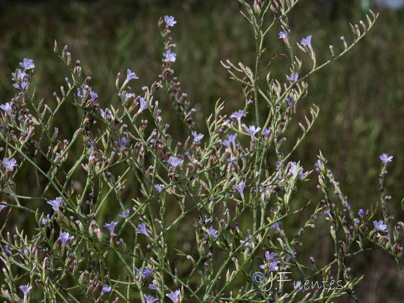 Limonium supinum.36