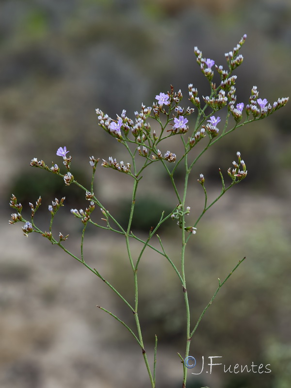 Limonium supinum.37
