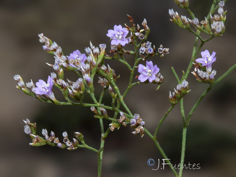Limonium supinum.38