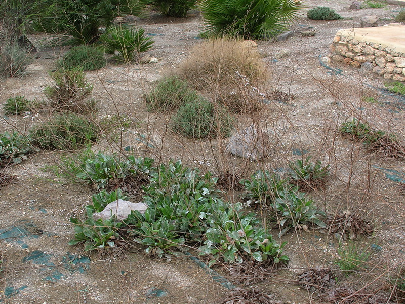 Limonium tabernense.01