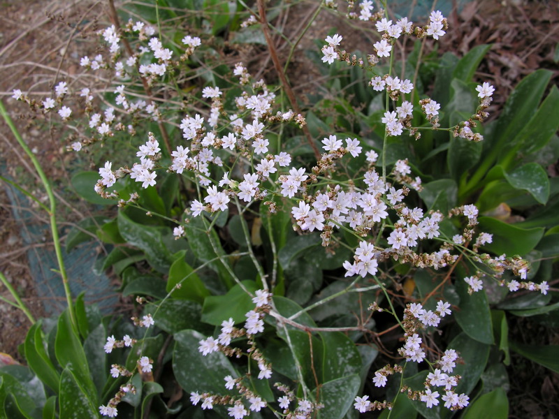 Limonium tabernense.03