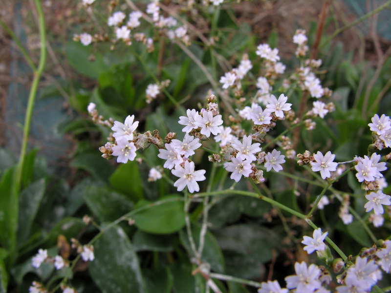 Limonium tabernense.05