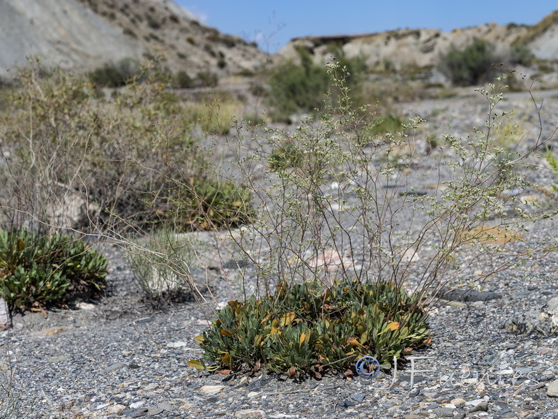 Limonium tabernense.06