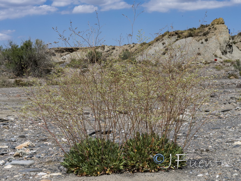 Limonium tabernense.08