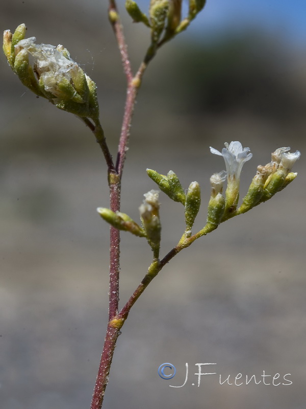 Limonium tabernense.10