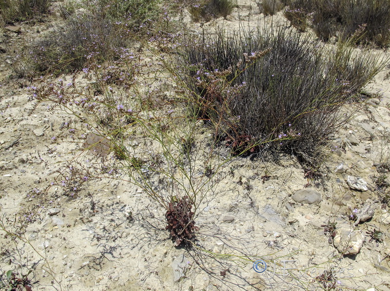 Limonium ugijarense.01