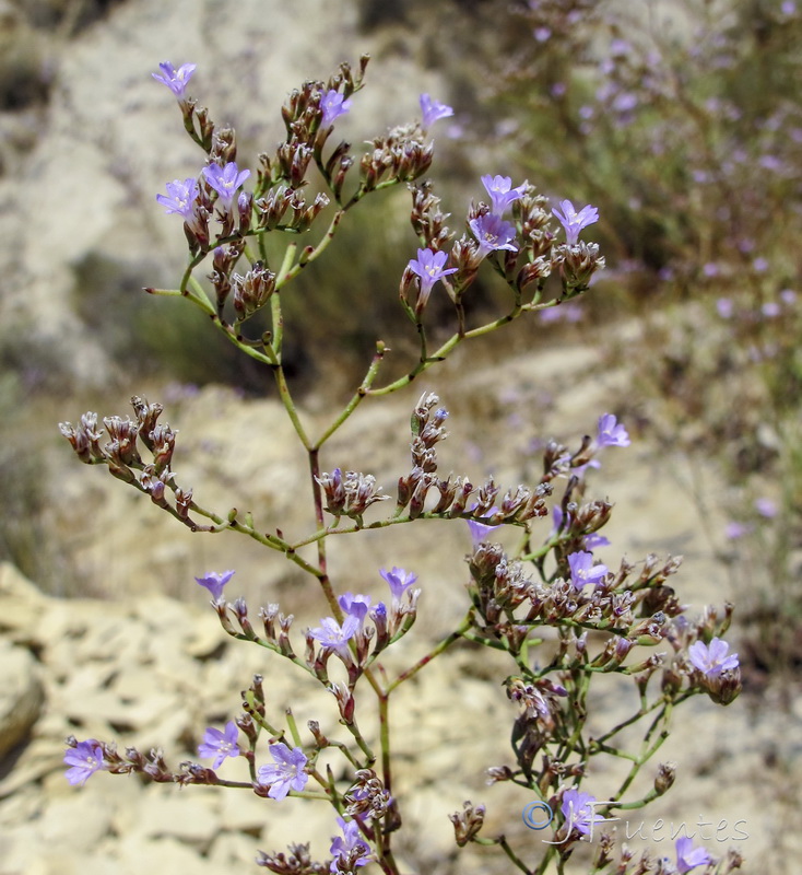 Limonium ugijarense.04