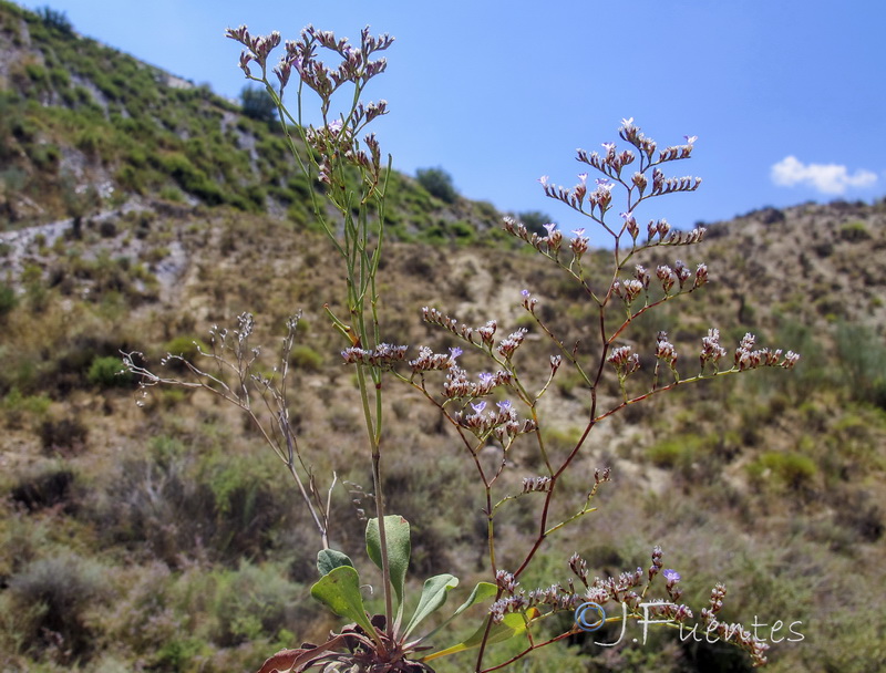 Limonium ugijarense.05