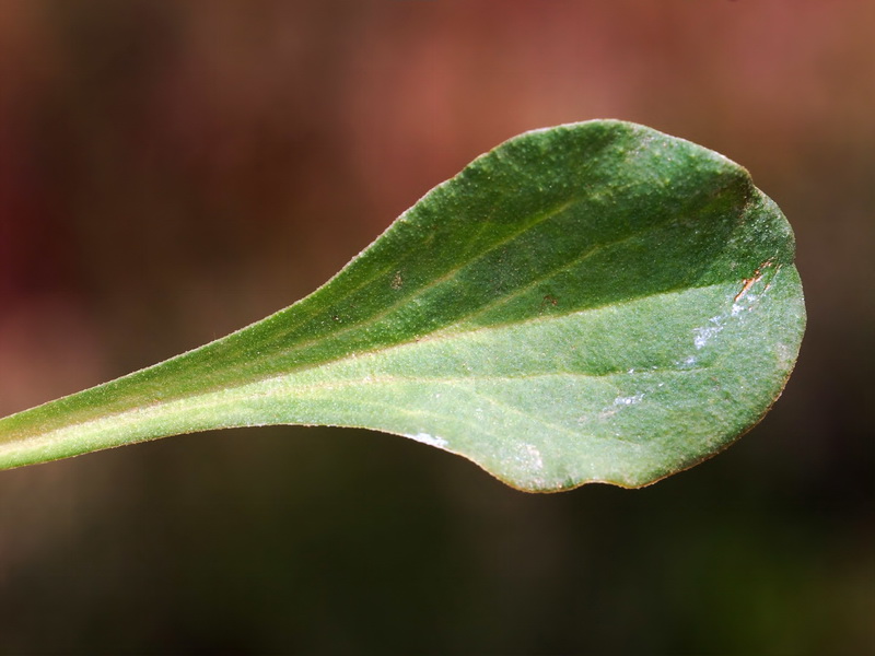 Limonium ugijarense.13