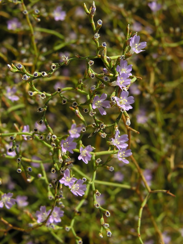 Limonium ugijarense.15