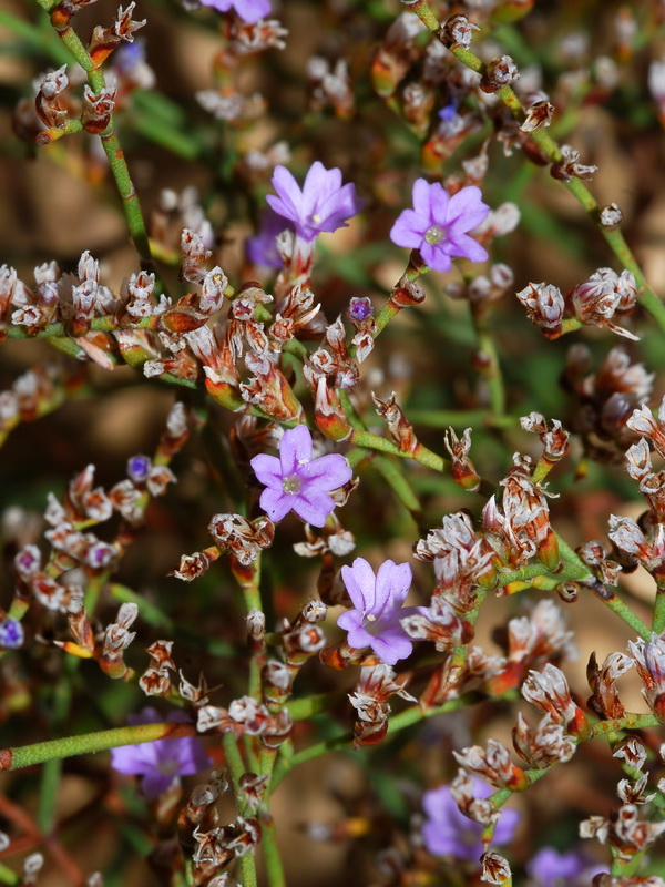 Limonium ugijarense.16