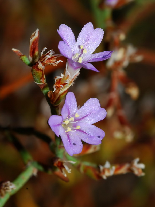 Limonium ugijarense.18