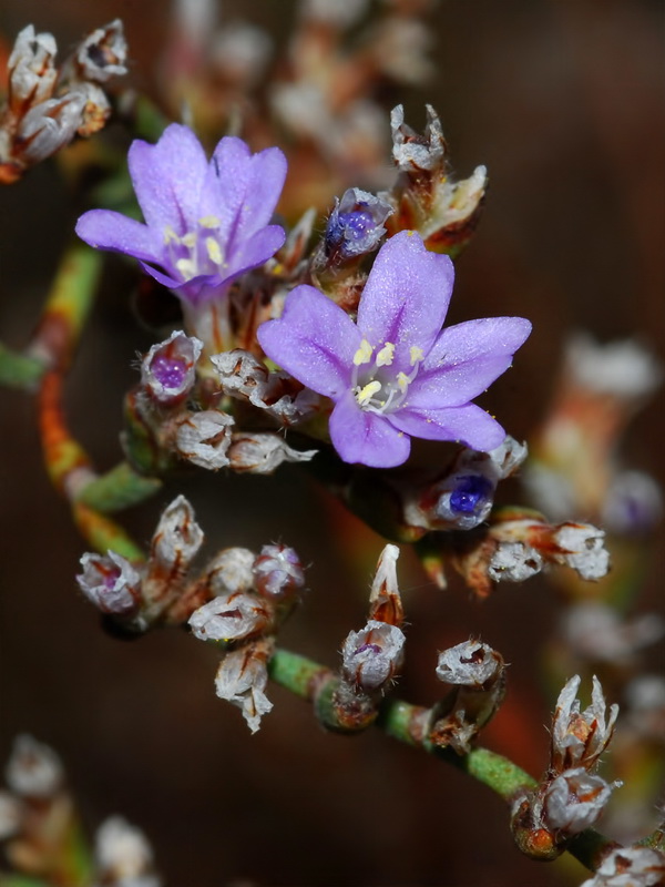 Limonium ugijarense.19