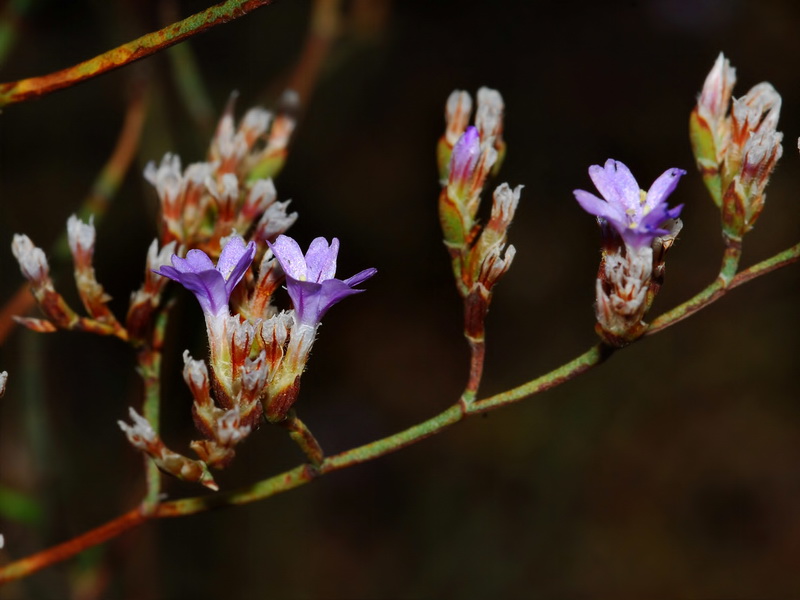 Limonium ugijarense.20