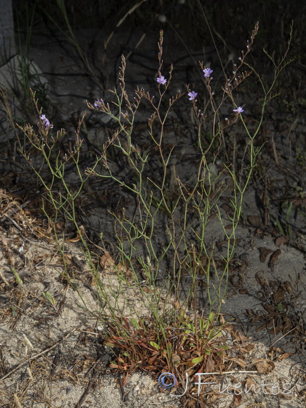 Limonium virgatum.01