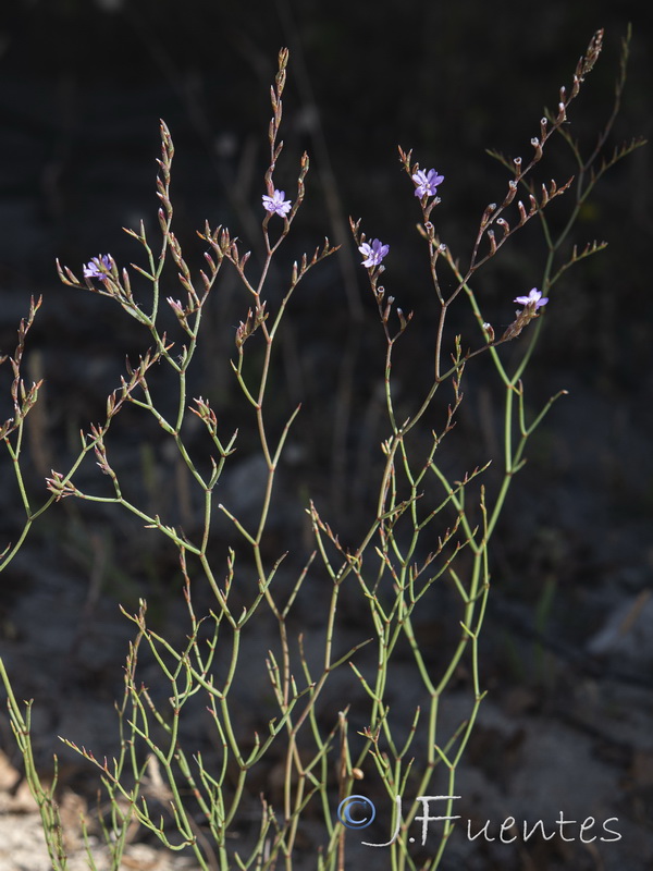 Limonium virgatum.02