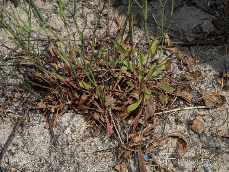 Limonium virgatum.03