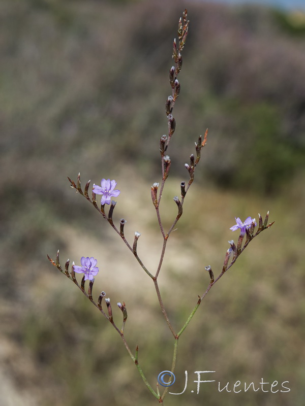 Limonium virgatum.04