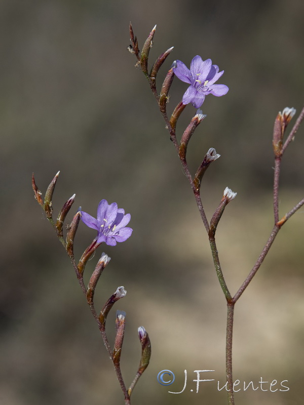 Limonium virgatum.05