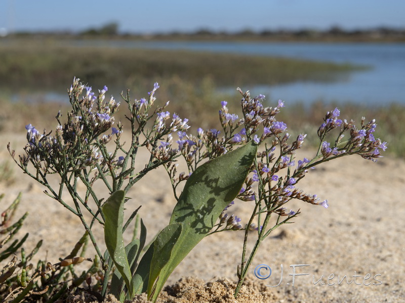 Limonium vulgare.01