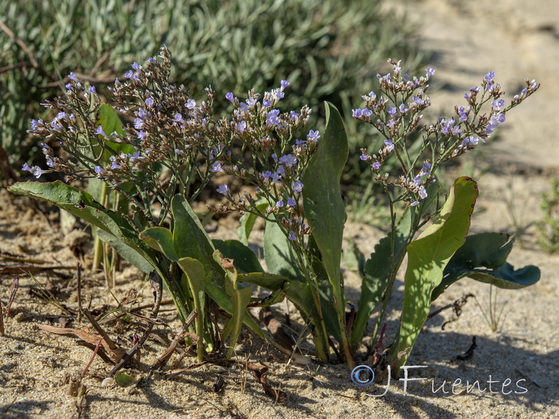 Limonium vulgare.02