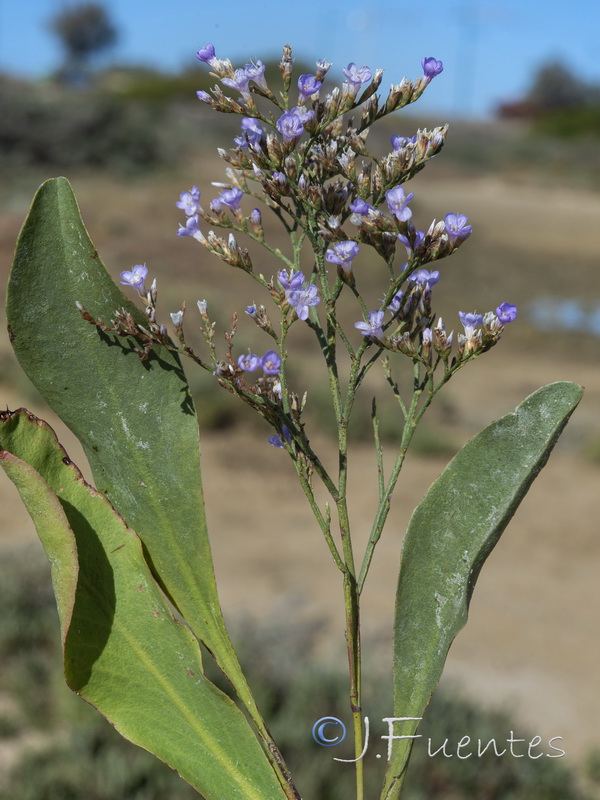 Limonium vulgare.03