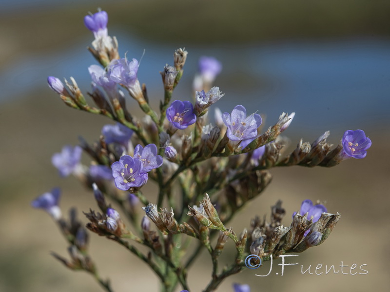 Limonium vulgare.04