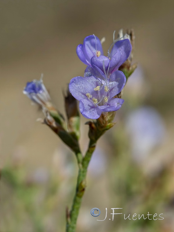 Limonium vulgare.06