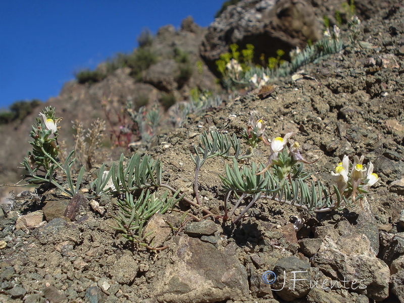 Linaria accitensis.01