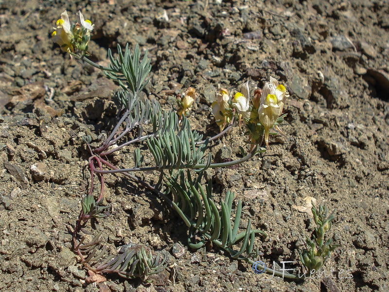 Linaria accitensis.03