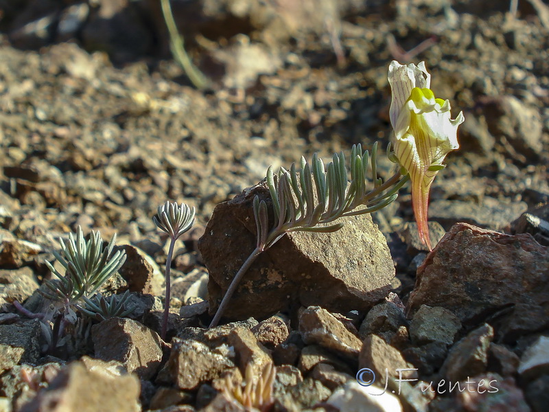 Linaria accitensis.06