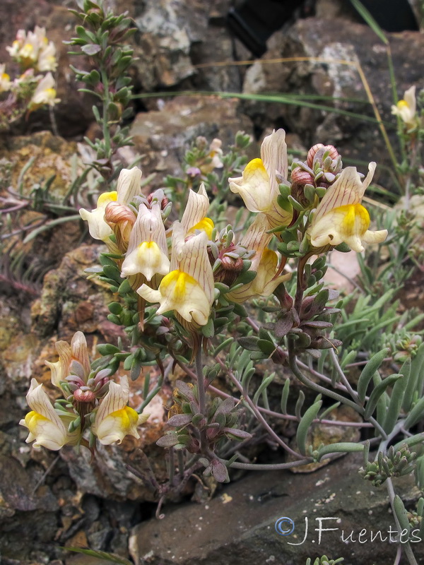 Linaria accitensis.08