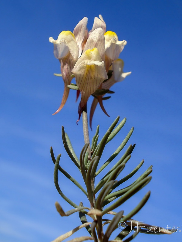 Linaria accitensis.10