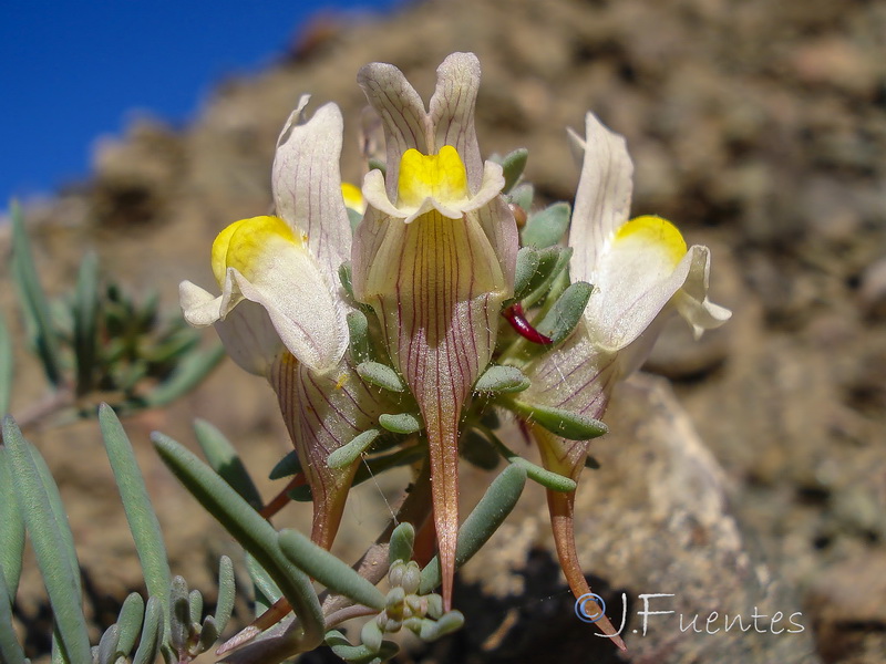 Linaria accitensis.18