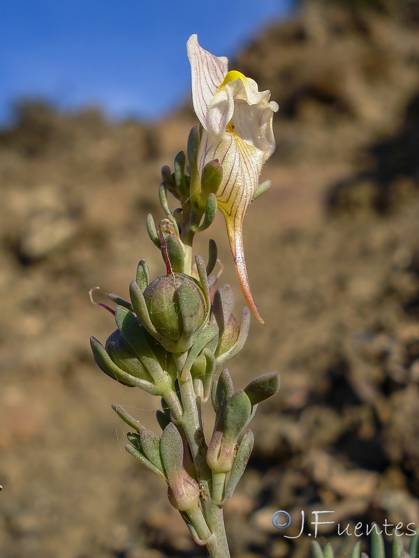 Linaria accitensis.19