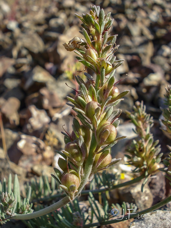 Linaria accitensis.20