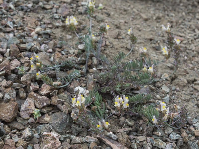 Linaria accitensis.32