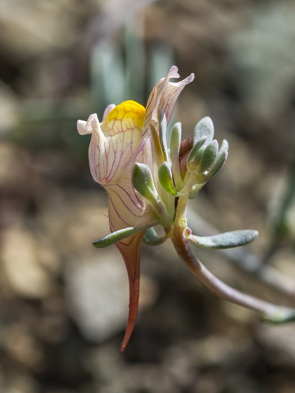 Linaria accitensis.40