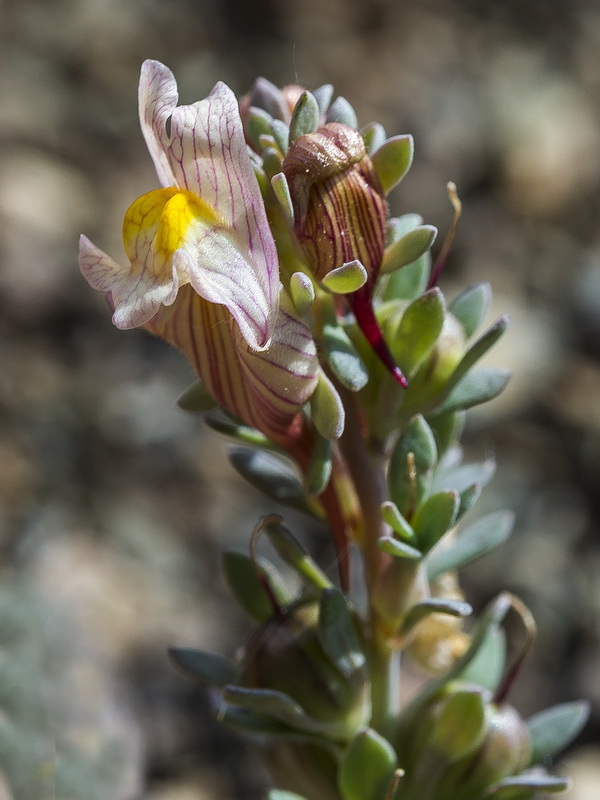 Linaria accitensis.42