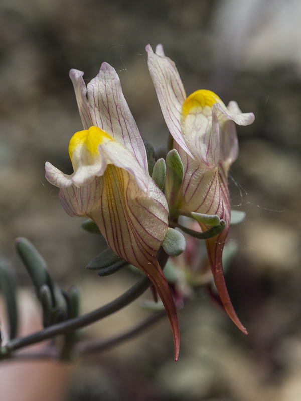 Linaria accitensis.43