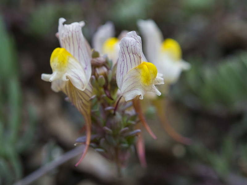 Linaria accitensis.46