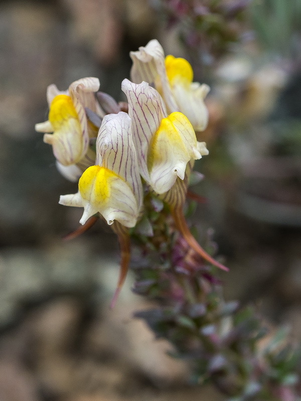Linaria accitensis.48