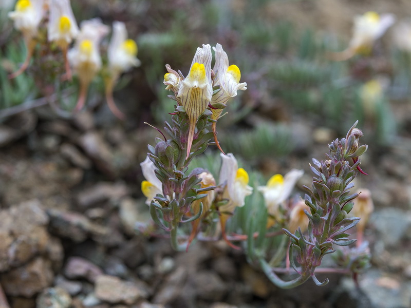 Linaria accitensis.51