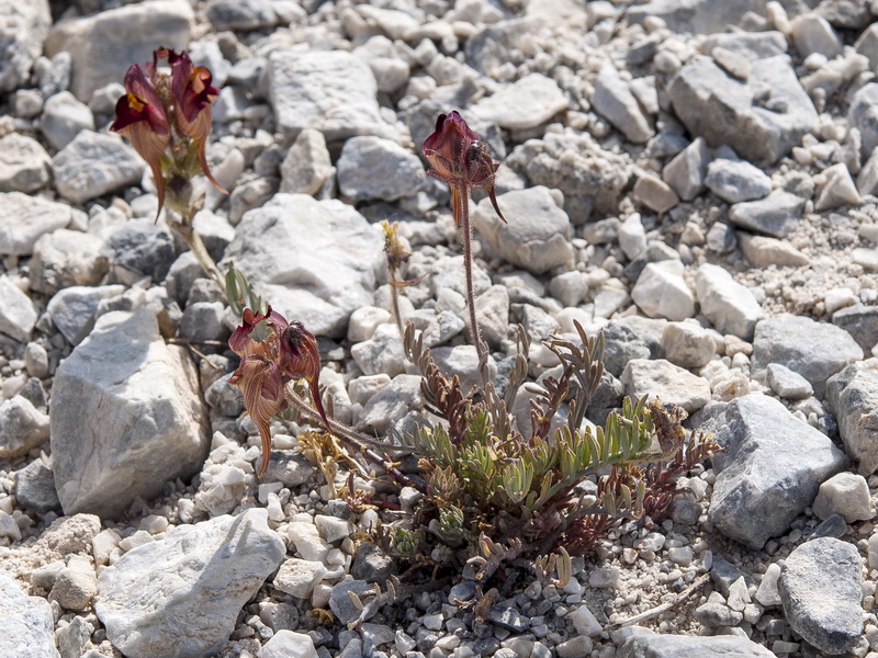 Linaria aeruginea aeruginea.01