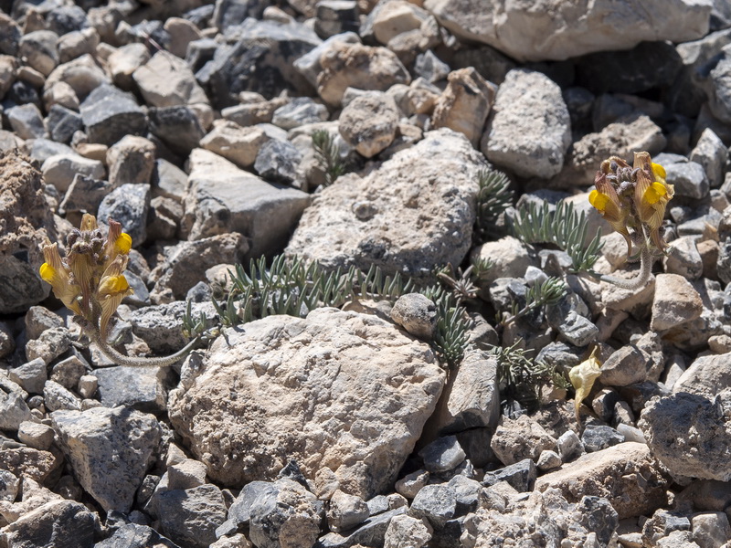 Linaria aeruginea aeruginea.03