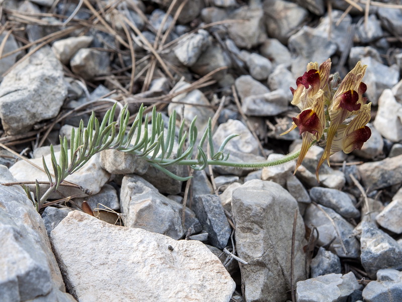 Linaria aeruginea aeruginea.04