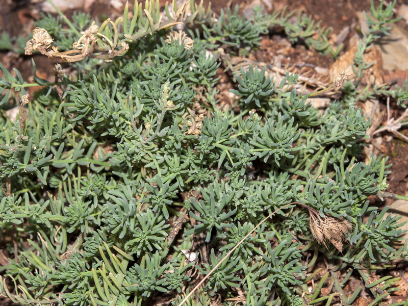 Linaria aeruginea aeruginea.05