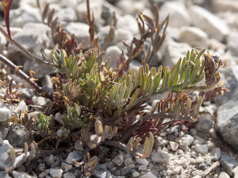 Linaria aeruginea aeruginea.06