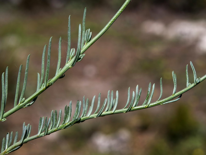 Linaria aeruginea aeruginea.07